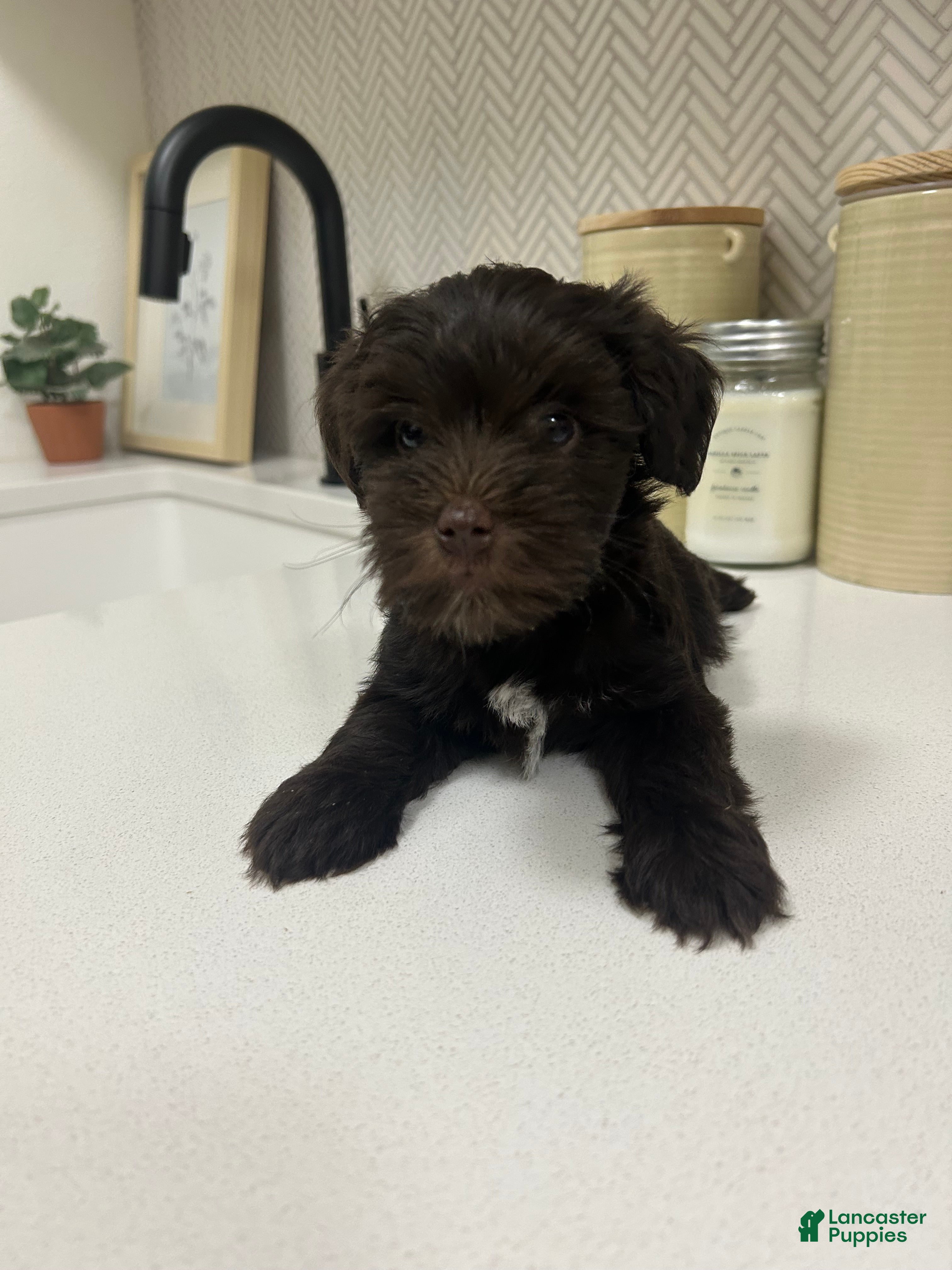 Miniature Schnauzer dogs for sale: Miniature Schnauzer 4 - Ad 25
