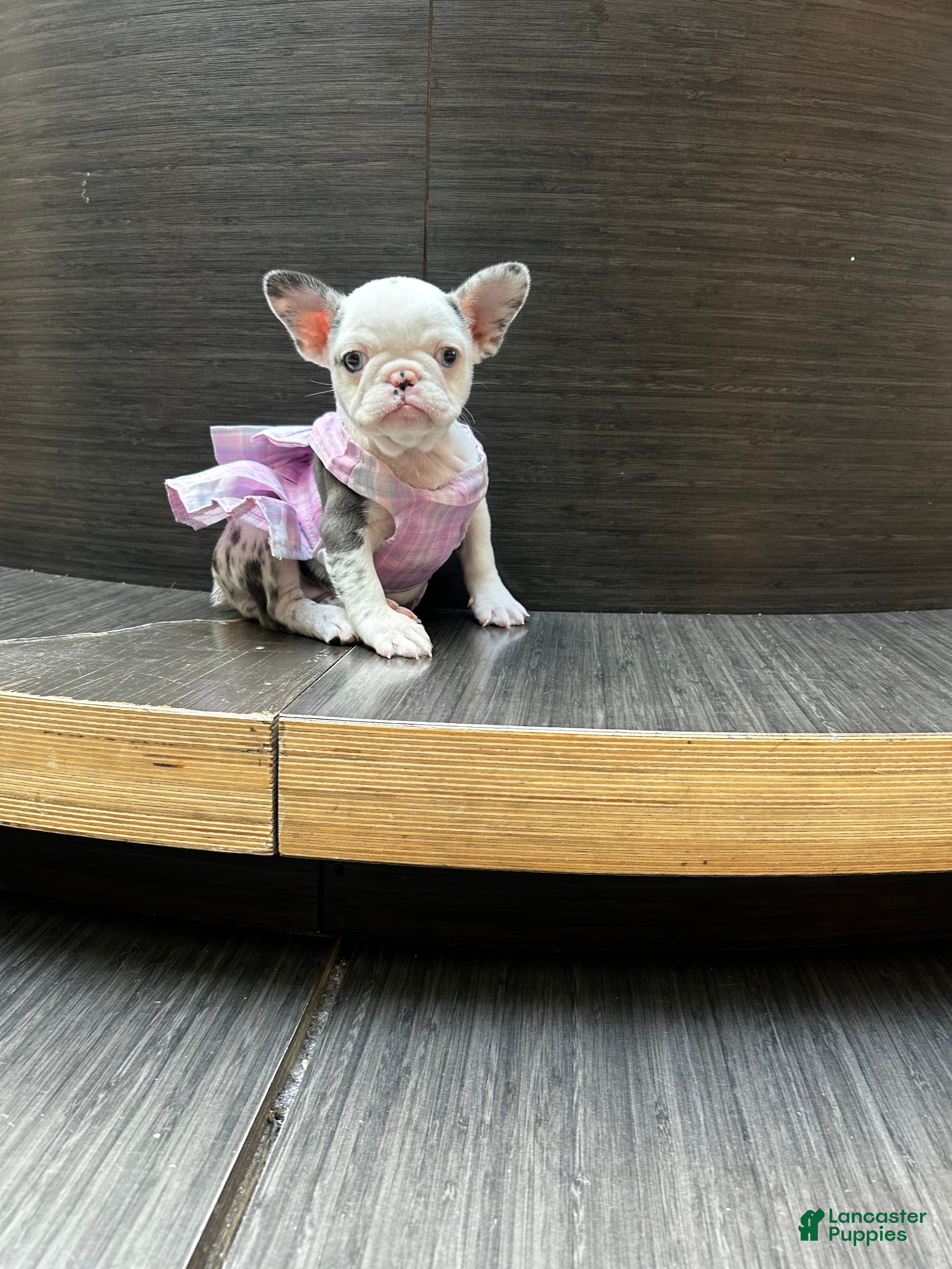French Bulldog dogs Koi Leray - Ad 2