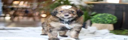 Bernedoodle dogs for sale: Clover - Ad 5