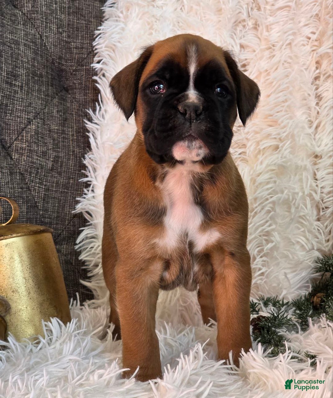 Boxer dogs for sale: Chelsea - Ad 12