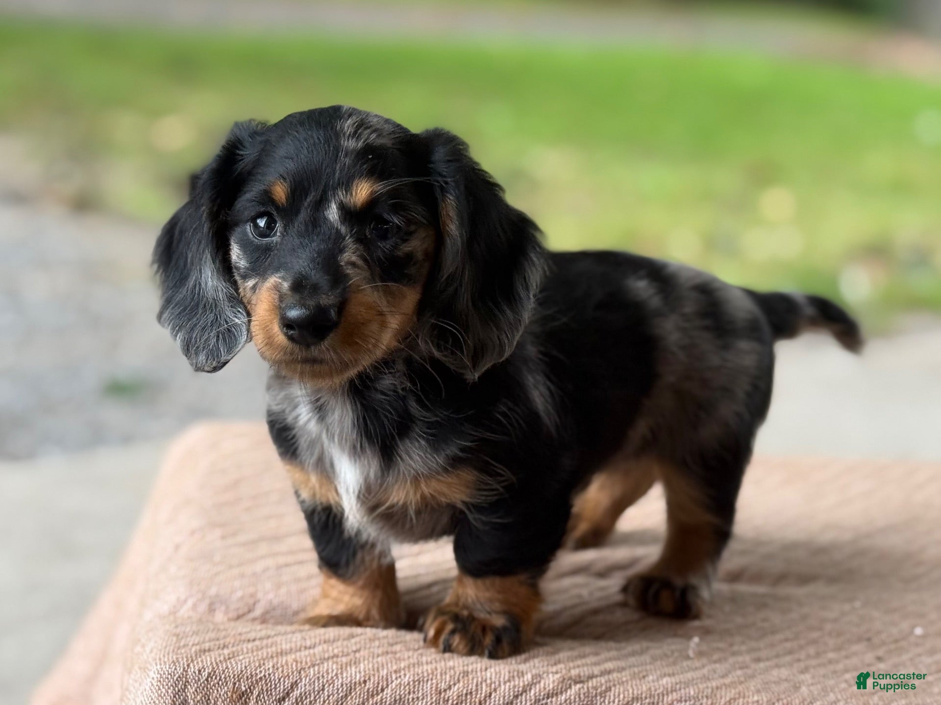 Miniature Dachshund dogs Hero - Ad 2