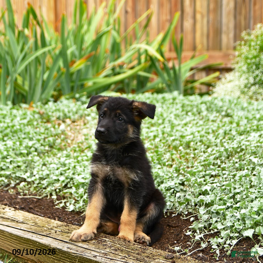 German Shepherd dogs Volvo - Ad 2