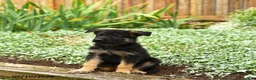 German Shepherd dogs for sale: Volvo - Ad 2