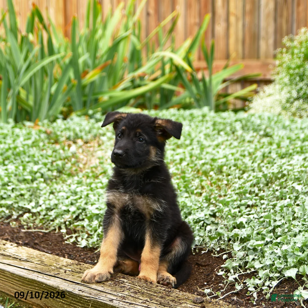 German Shepherd dogs for sale: Volvo - Ad 2