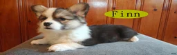 Welsh Corgi Pembroke dogs for sale: Finn - Ad 1