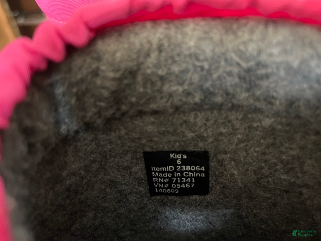 Greater Swiss Mountain Dog dogs for sale: Vera🐾❤️AKC Hip Cert🐾❤️Call 717-859-8731 - Ad 6