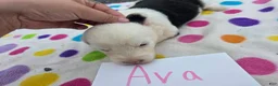 Sheepadoodle dogs for sale: Sheepadoodle 1 - Ad 4