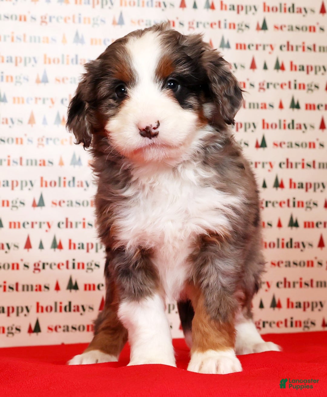 Mini Bernedoodle dogs for sale: Noel - Ad 6