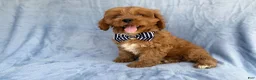 Cavapoo dogs for sale: Bronx - Ad 5