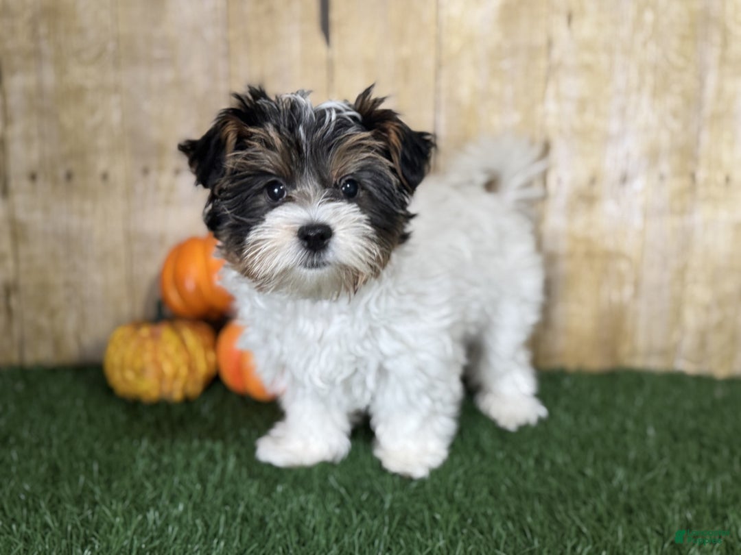 Mixed Breed dogs for sale: Dottie - Ad 3