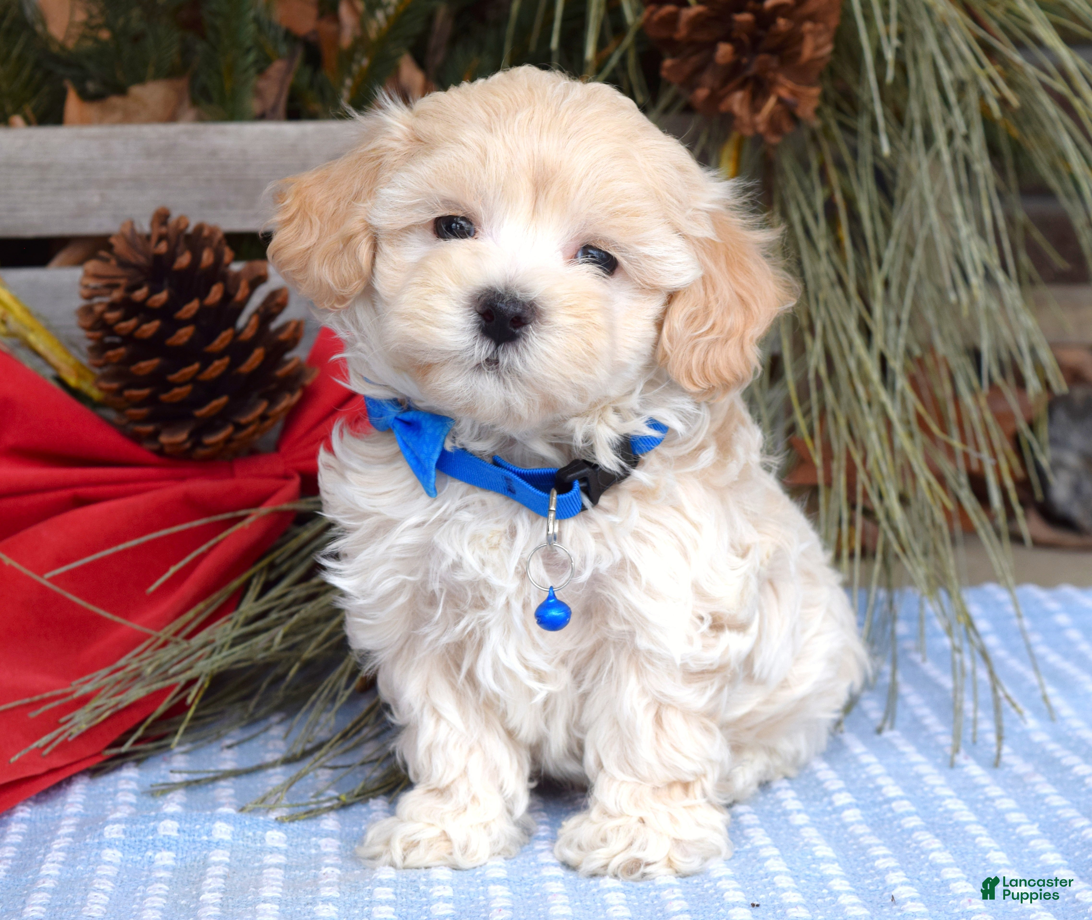 Maltipoo dogs Maverick - Ad 2
