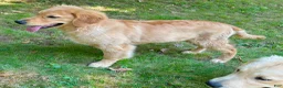 Golden Retriever dogs for sale: Morgan - Ad 6