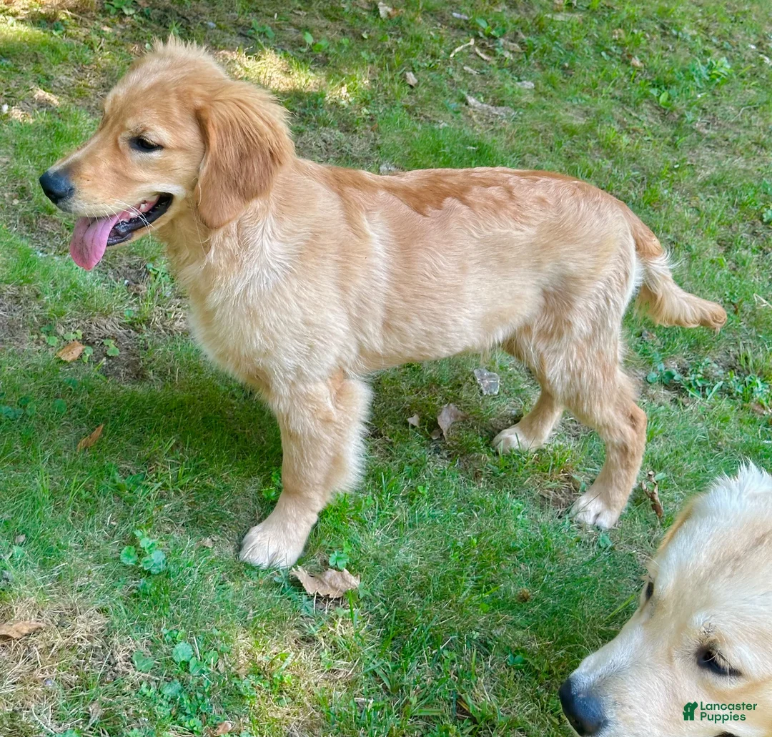 Golden Retriever dogs for sale: Morgan - Ad 6