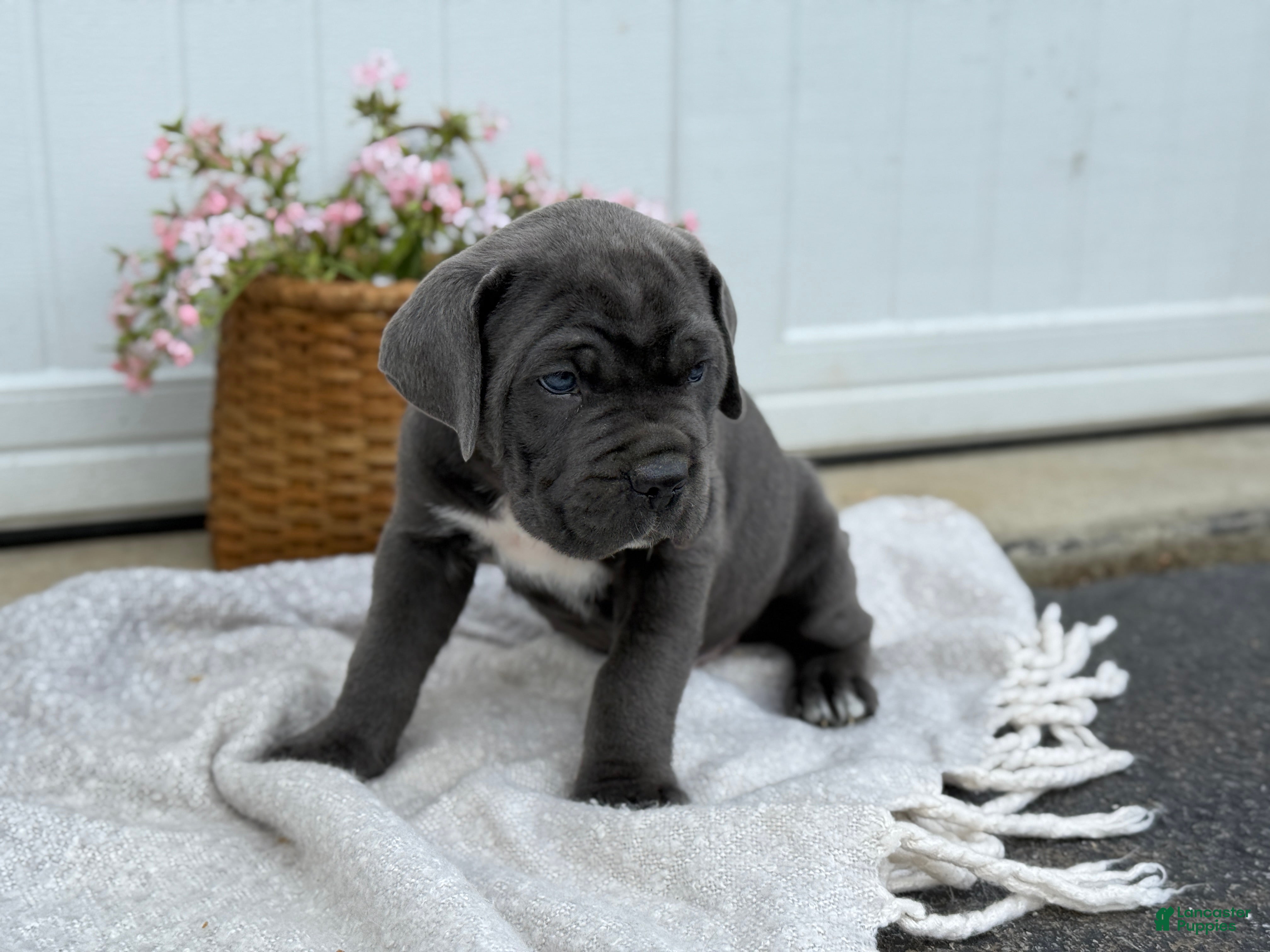 Cane Corso dogs Baron - Ad 2