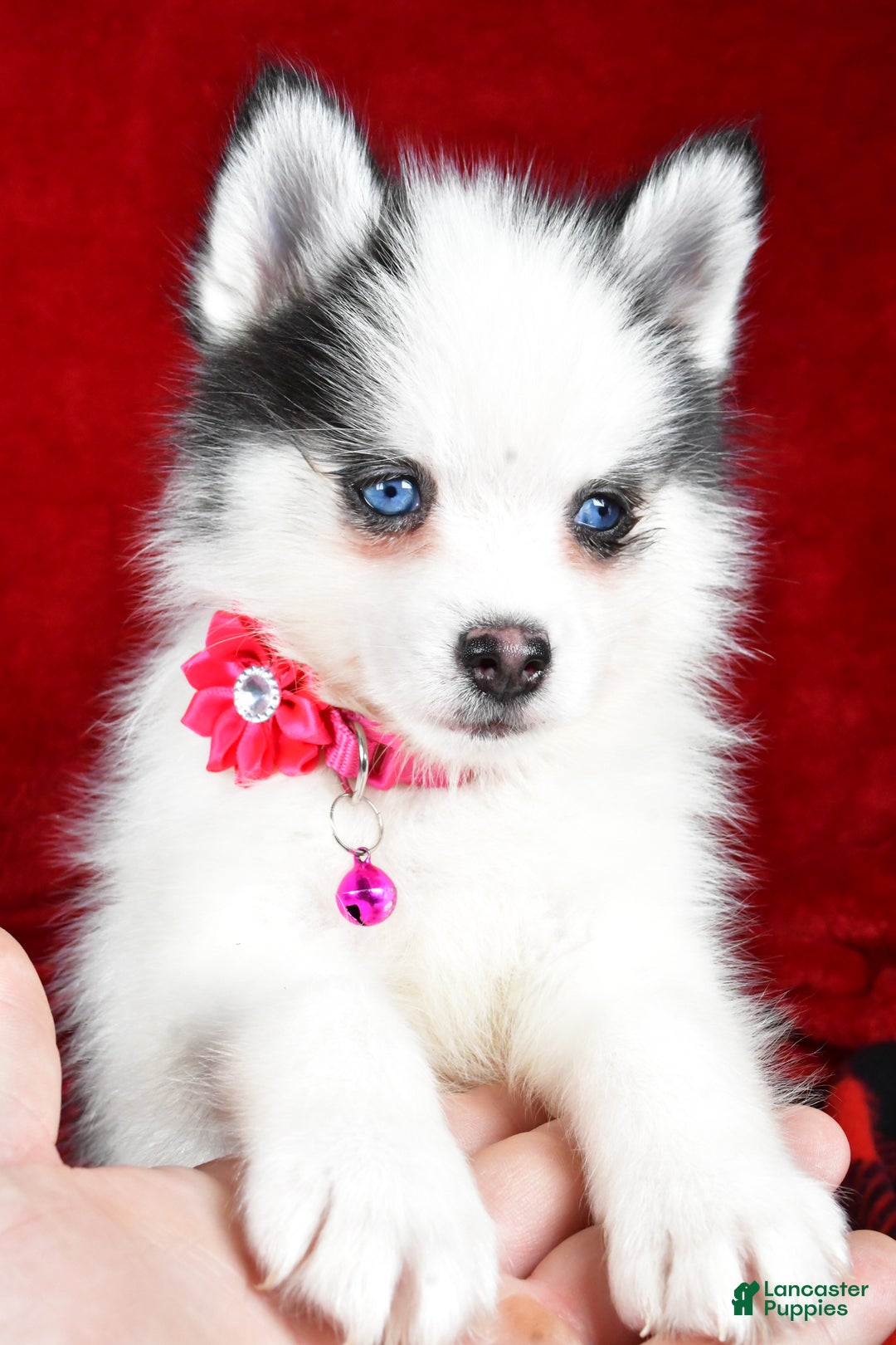 Pomsky dogs for sale: Vada - Ad 9