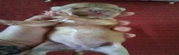 Chihuahua dogs for sale: Makenna - Ad 4