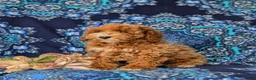 Miniature Poodle dogs for sale: Tamara - Ad 4