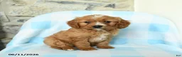 Cavapoo dogs for sale: Junior - Ad 2