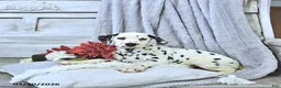 Dalmatian dogs for sale: Max - Ad 3