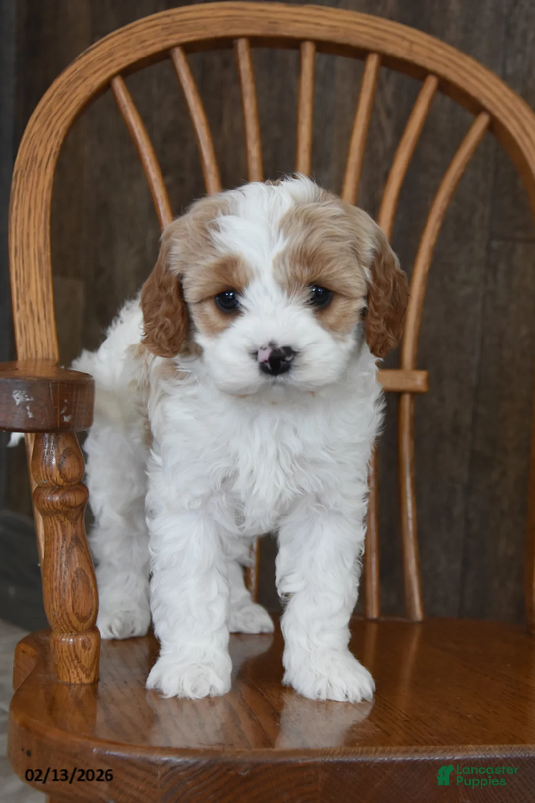 Cavapoo dogs for sale: Charlie - Ad 1