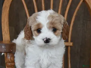 Cavapoo dogs Charlie - Ad 7