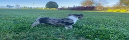 Boston Terrier dogs for sale: Buddy - Ad 6