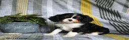 Cavalier King Charles Spaniel dogs for sale: Jamie - Ad 3
