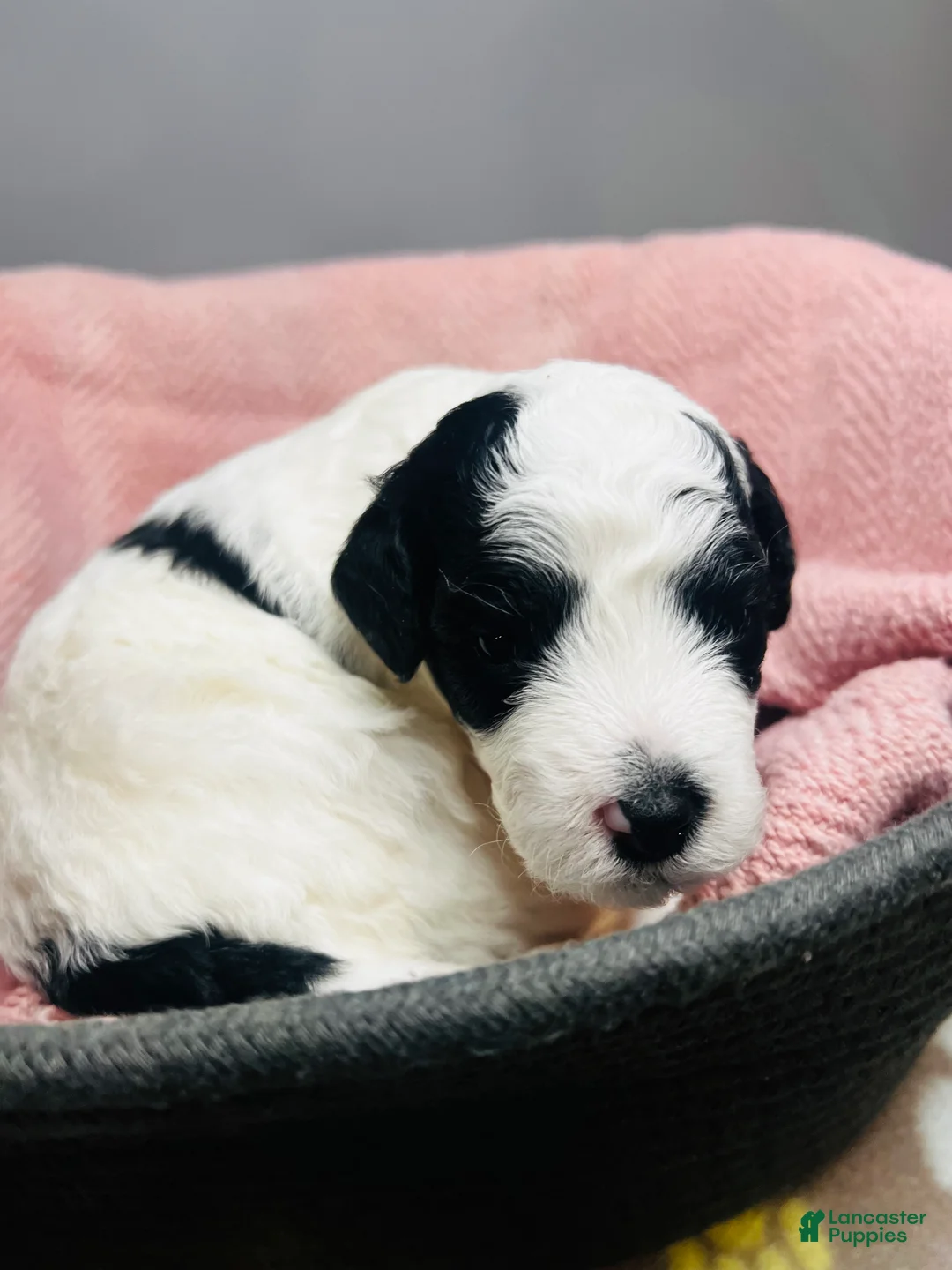 Mini Sheepadoodle dogs for sale: Mini Sheepadoodle Puppy Pick Spot #6 - Ad 9