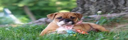 Mixed Breed dogs for sale: Chloe - Ad 9