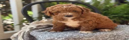 Mini Goldendoodle dogs for sale: Waffles - Ad 8