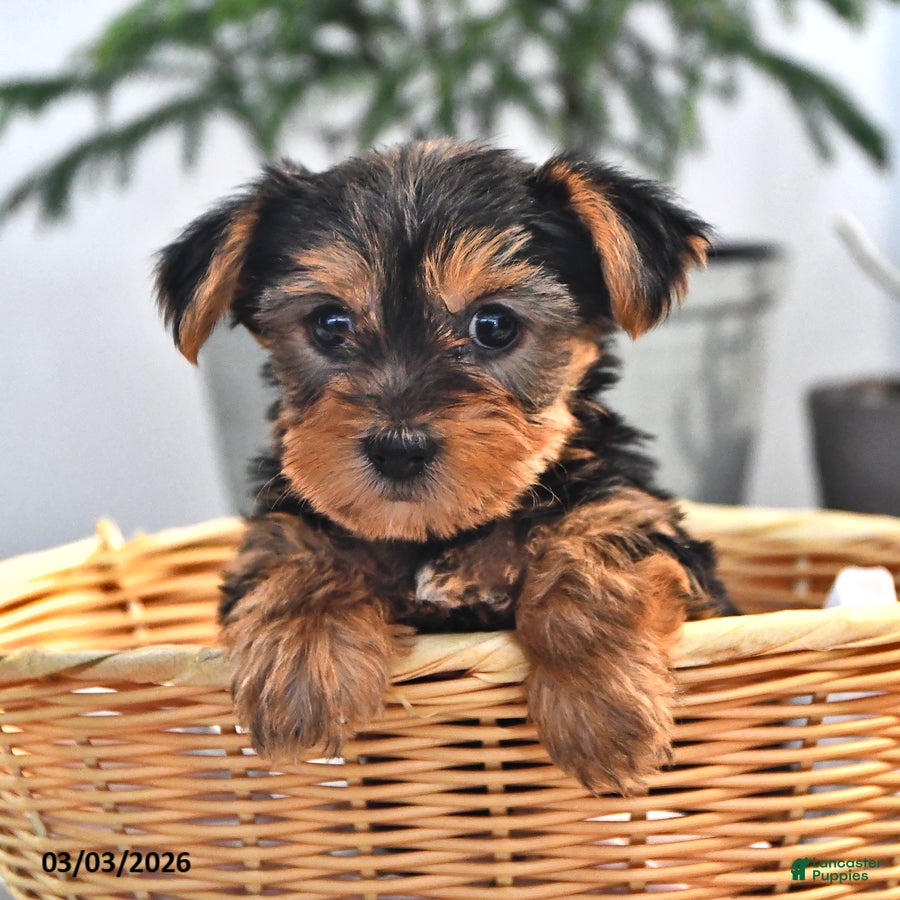 Yorkshire Terrier dogs Willie - Ad 1