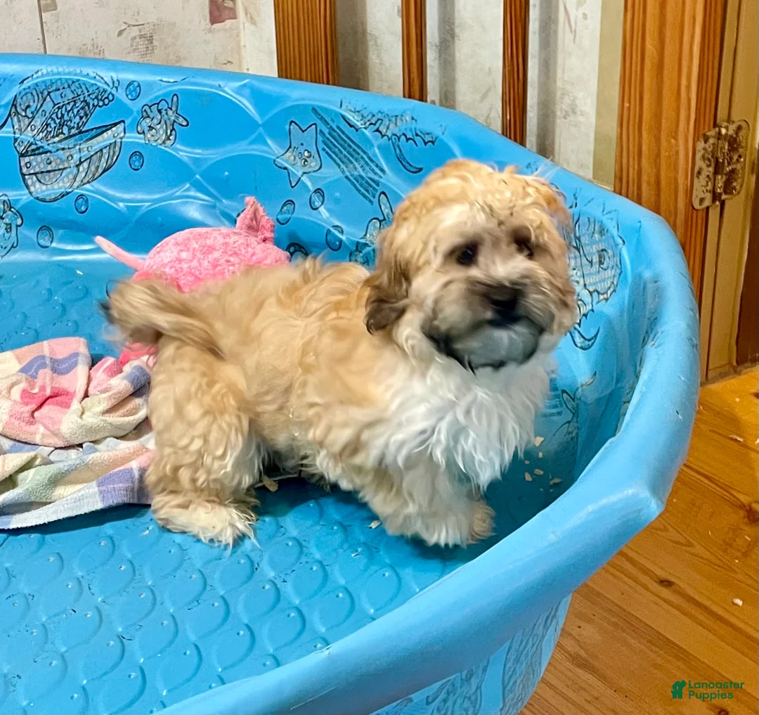 Teddy Bear dogs for sale: Sammy - Ad 3