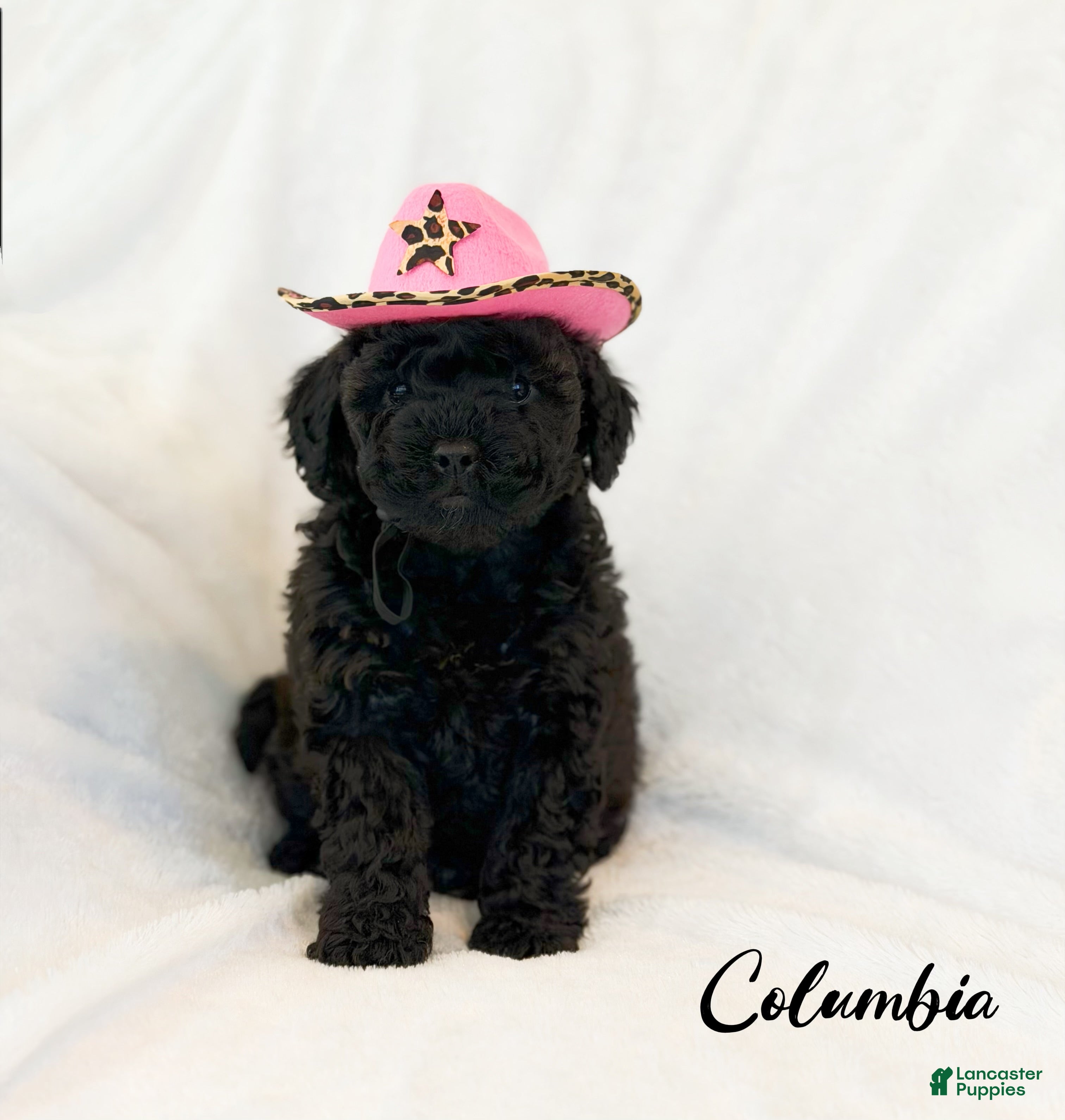 Mini Goldendoodle dogs Columbia - Ad 1