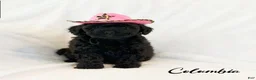Mini Goldendoodle dogs for sale: Columbia - Ad 1