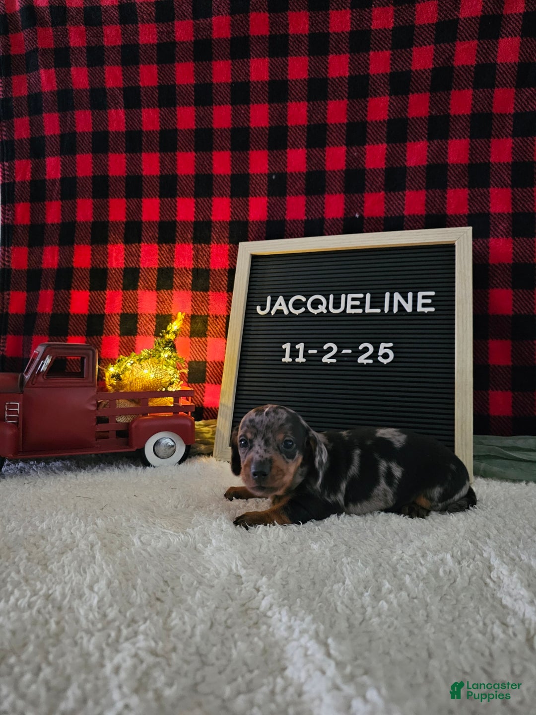 Miniature Dachshund dogs for sale: Jacqueline - Ad 10