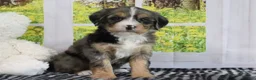 Mini Bernedoodle dogs for sale: Ruby - Ad 3