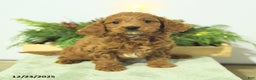 Cavapoo dogs for sale: Liam - Ad 3