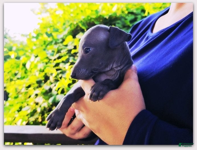 Italian Greyhound dogs Dilly - Ad 2