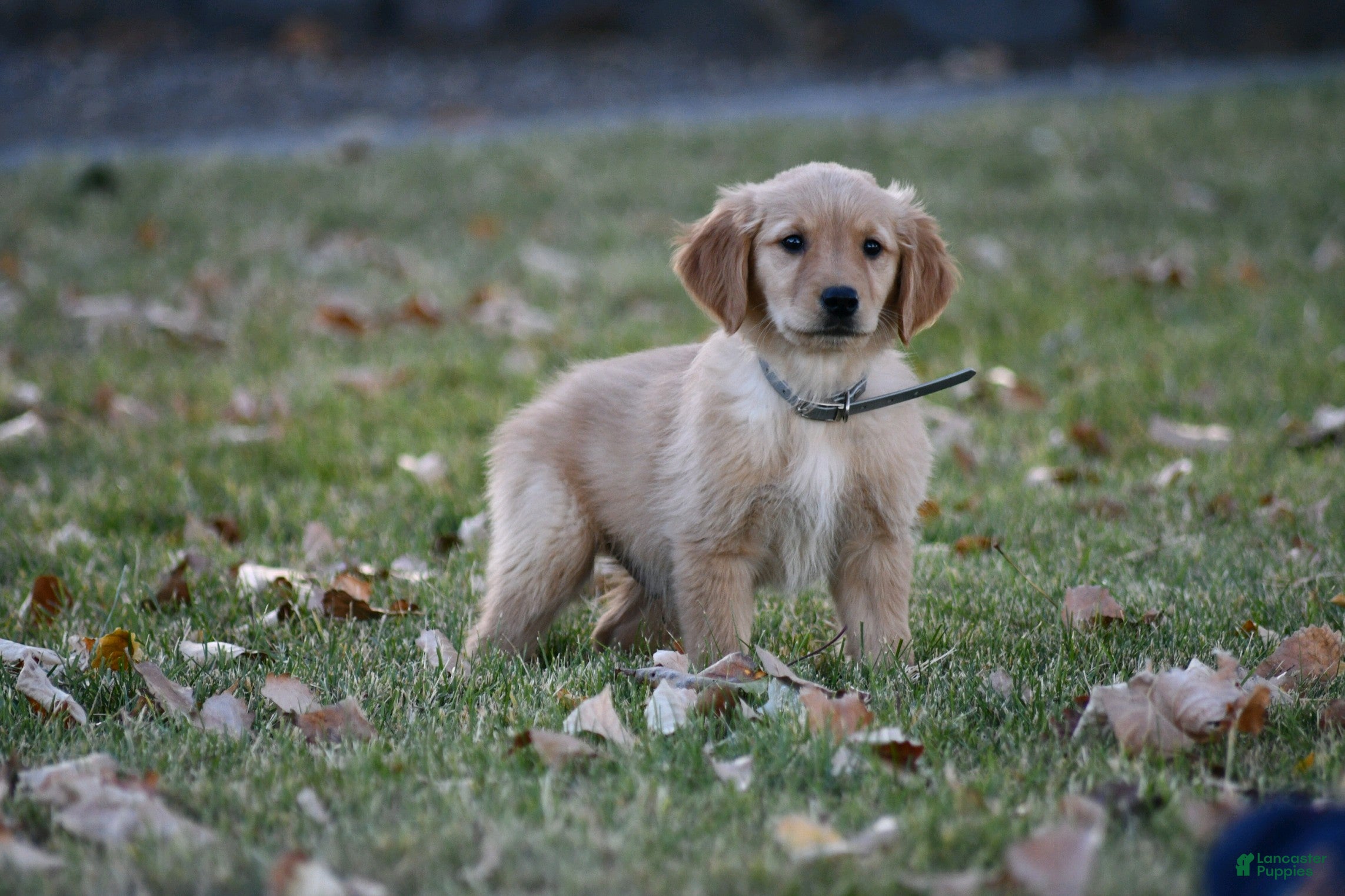 Golden Retriever dogs Handsome, Golden Retriever 6 - Ad 17