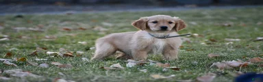 Handsome, Golden Retriever 6