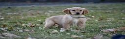 Golden Retriever dogs for sale: Handsome, Golden Retriever 6 - Ad 1