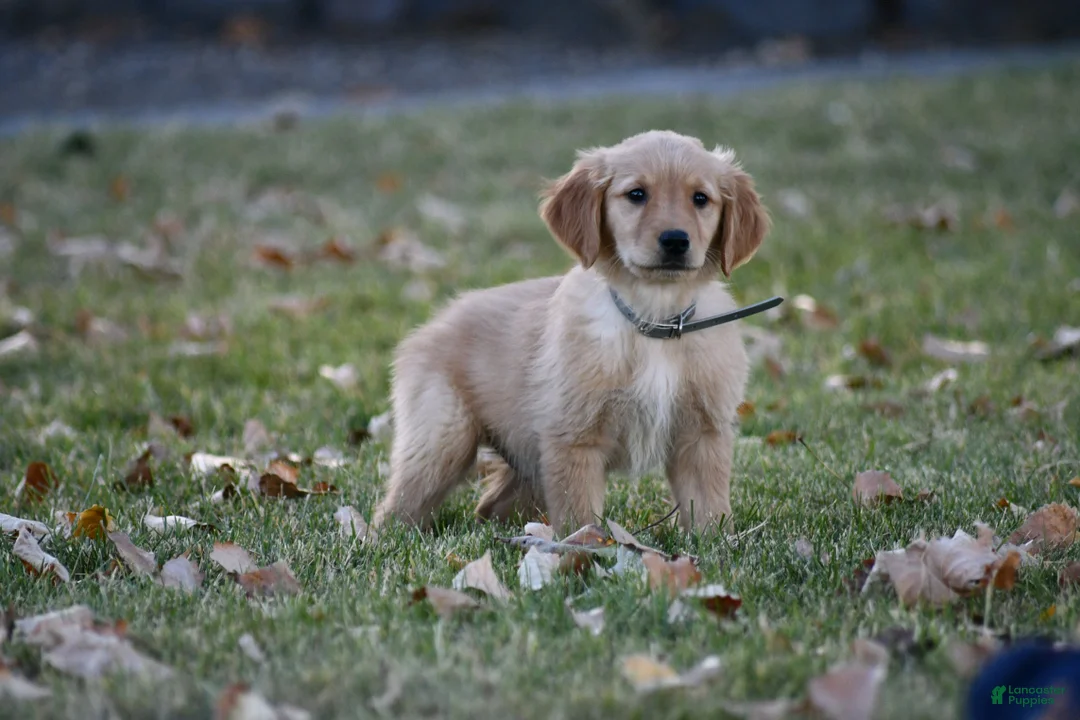 Golden Retriever dogs for sale: Handsome, Golden Retriever 6 - Ad 1