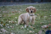 Handsome, Golden Retriever 6