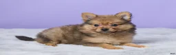 Pomeranian dogs for sale: Tommy - Ad 4