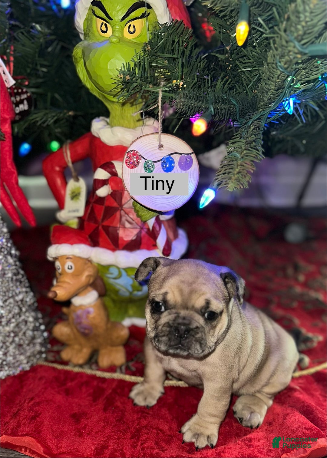 French Bulldog dogs for sale: Tiny - Ad 13