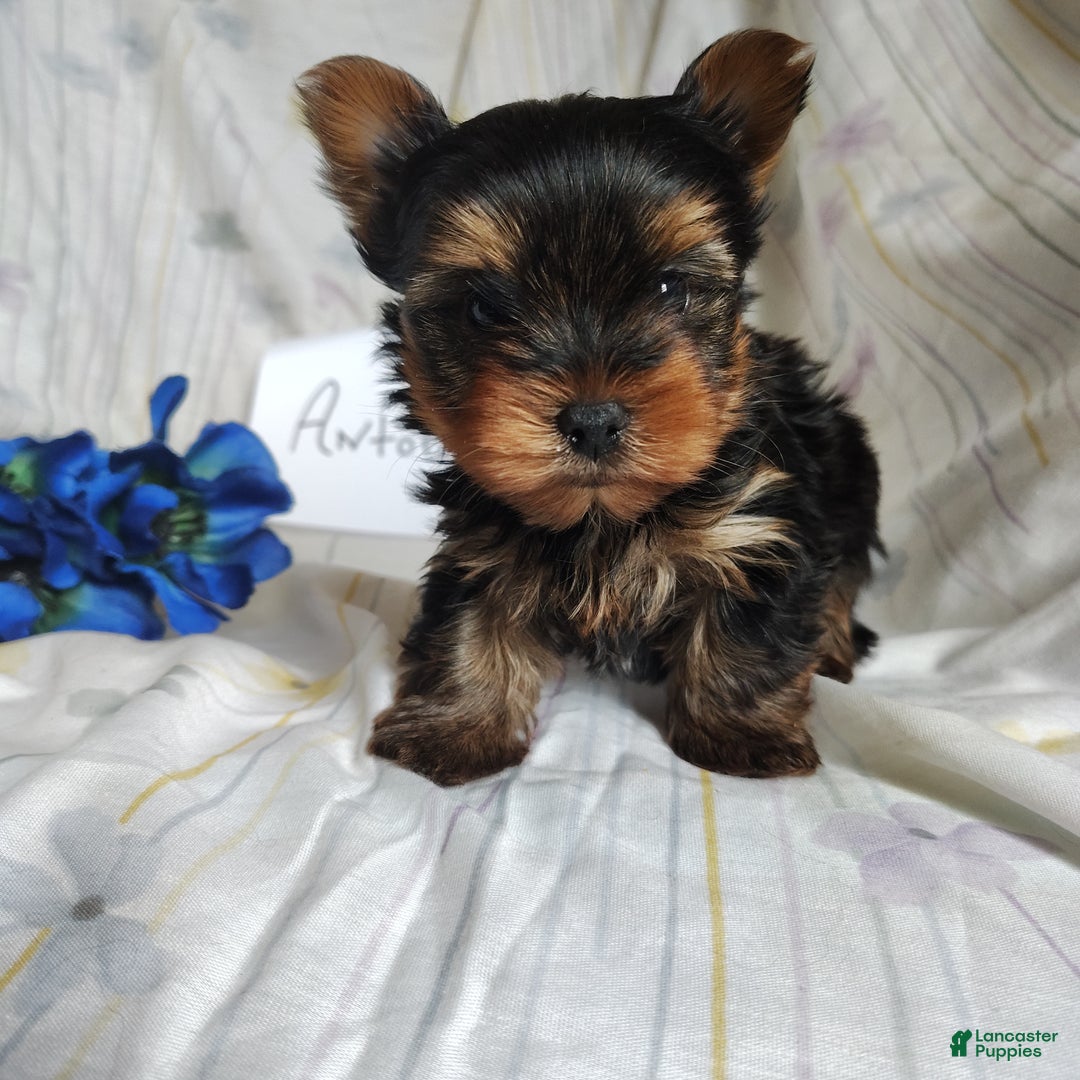 Yorkshire Terrier dogs for sale: Antonio - Ad 6