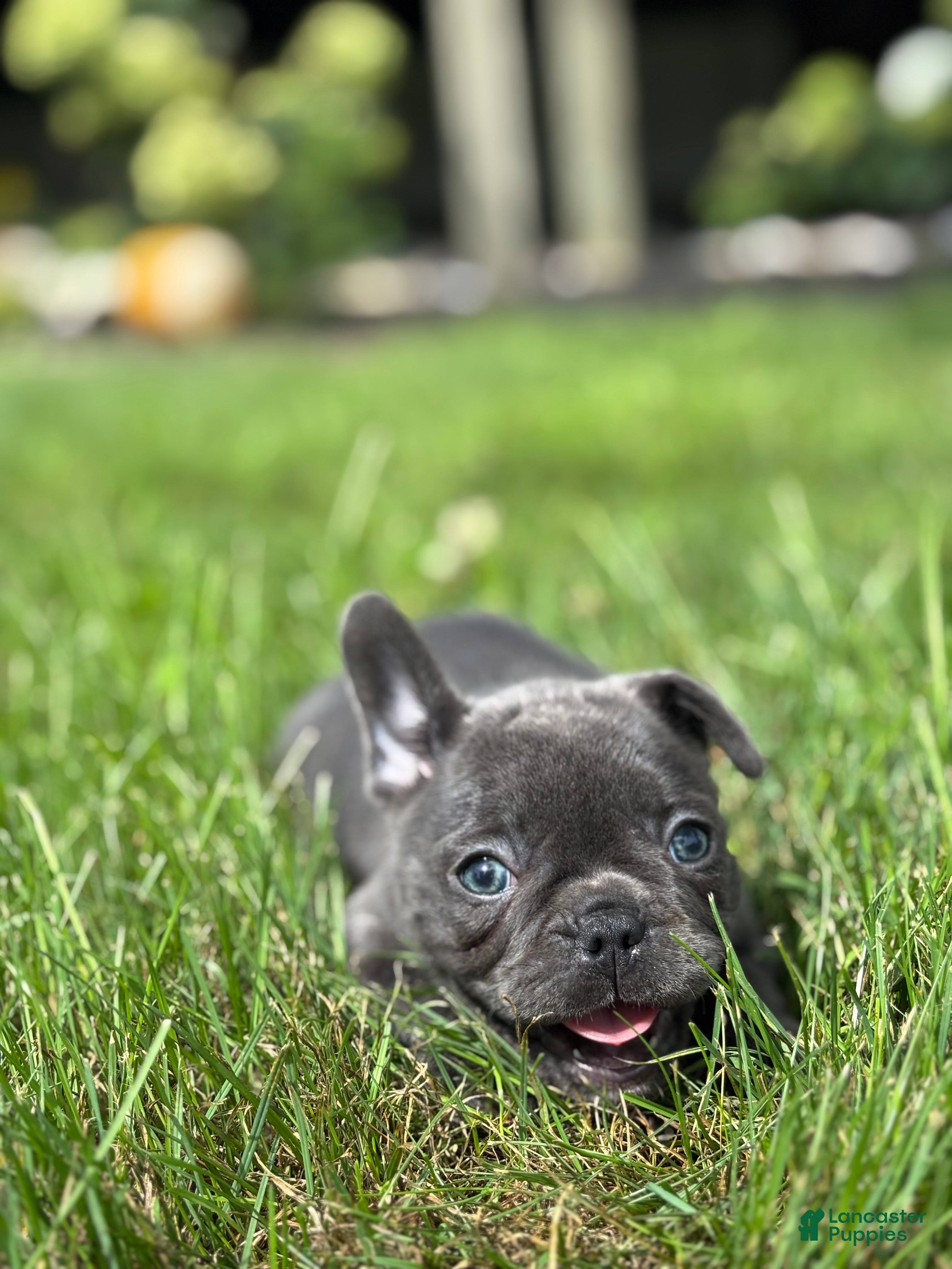 French Bulldog dogs Stella - Ad 2
