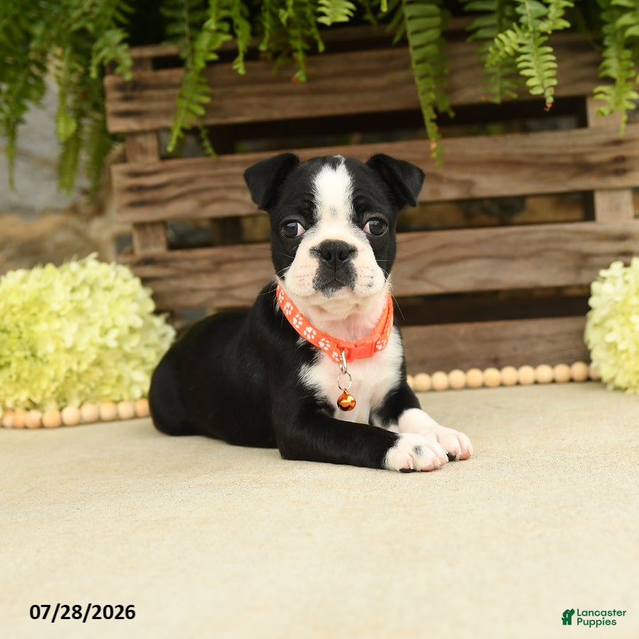 Boston Terrier dogs Torrie - Ad 2