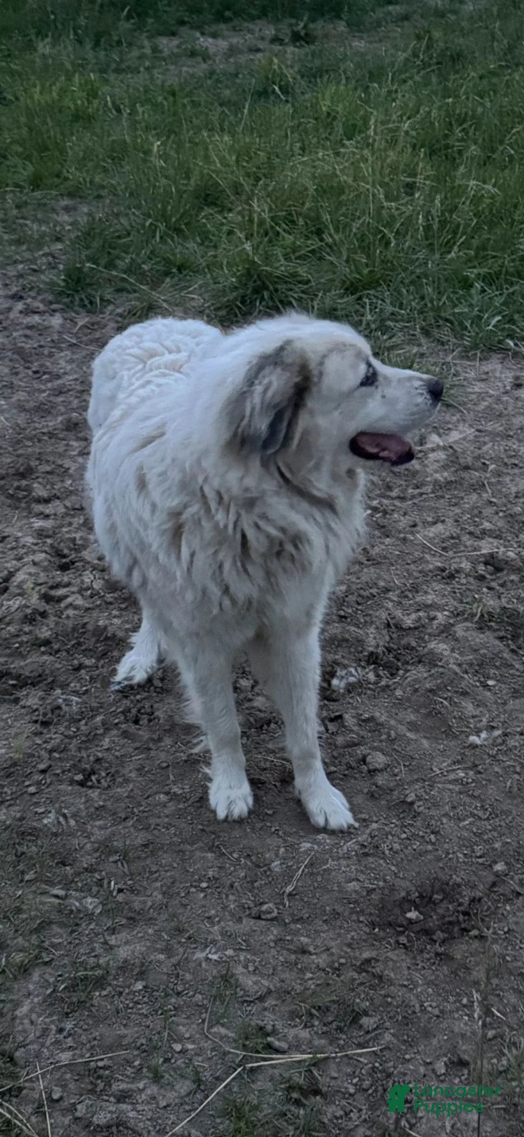 Great Pyrenees dogs for sale: Great Pyrenees 1 - Ad 22