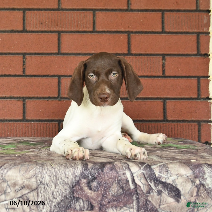 German Shorthaired Pointer dogs Garnet - Ad 2